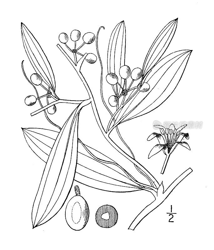 古植物学植物插图:Smilax laurifolia, laurel - leaf greenbrier